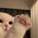kitty paw