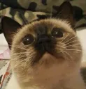 Uwu