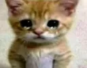 gatosad;-;