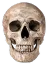 skull