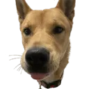 HarlowSnootTongueBloop