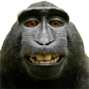 monkeysmile