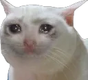 crying cat