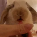 honeybun blueberry (square)