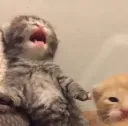 screamingcat