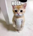 Hola