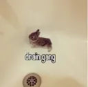 drain gang