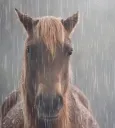 SadHorse
