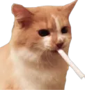 cat wif ciggie
