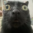 cat stare