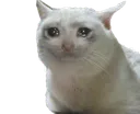 cat crying