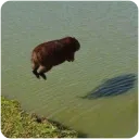 Capysoar