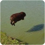 Capysoar Capysoar