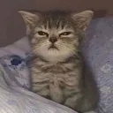 I'm Awake TF do you want