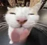 Cat lick