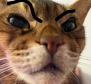 cat raised eyebrow