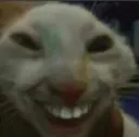 cat laugh