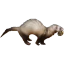 FerretSteal