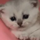 Грустный Котик