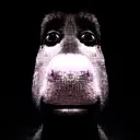 Donkey With All Hope Lost