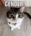 gender?