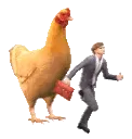 chicken chase
