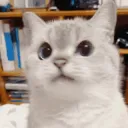猫猫摇头