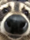Snoot