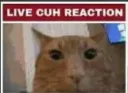 Live Cuh Reaction