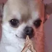 rezani