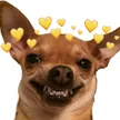 catchorrineo