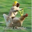 correcleide