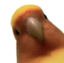Halloween birb