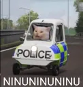 Polis cat