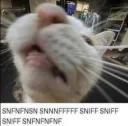 SniffSniffSniff