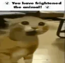 frighten the animal