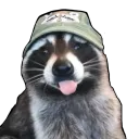 raccoon derp