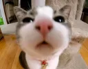 funny_cat2