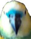 stareBORB