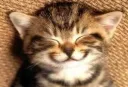 Happy cat