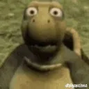 stunned turtle