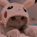 Cute cat