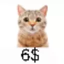 6 DOLLAR CAT