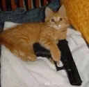 pistol cat (shocked)