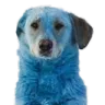 blue dog