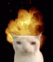KOS Cat Explosion