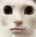 excusez moi