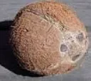 coconut
