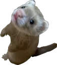 ferretwoah