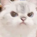 angrycat